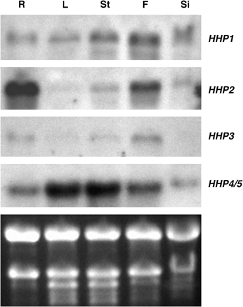 HHP gene family expression in various organs of 6-week-old Arabidopsis. Total RNA (10 μg) from roots (R), leaves (L), stems (St), flowers (F), and siliques (Si) was used for RNA gel-blot analysis and hybridized with gene-specific probes of HHP1 to HHP3. Because the DNA sequences of HHP4 and HHP5 genes are almost identical, the HHP4-derived probe may cross-hybridize to the HHP5 mRNA. Thus the signals detected in the RNA gel-blot by the HHP4 probe may represent the sum of HHP4 and HHP5 transcripts. The ethidium bromide-stained agarose gel of the same samples is shown at the bottom.