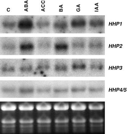 Plant hormones differentially regulate steady-state levels of HHP mRNA. Total RNA (10 μg) from 2-week-old Arabidopsis seedlings treated with plant hormones for 4 h was used for RNA gel-blot analysis to detect levels of HHP1 to HHP4/5 mRNA. ABA and GA induced the expression of HHP1 (compared to C, control), whereas ABA and BA significantly increased the expression levels of HHP2. The ethidium bromide-stained gel is shown at the bottom.
