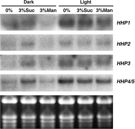 Sucrose induces the accumulation of HHP1 to HHP4/5 mRNA independent of light. Two-week-old Arabidopsis plants grown on MS medium plus 3% sucrose in a normal 16/8 h- light/dark cycle were transferred to fresh MS media with 0% sucrose, 3% sucrose, or 3% mannitol and then left in the dark or transferred to continuous light for 2 d before harvesting the whole plant for RNA extraction. Replicate blots of 10 μg of total RNA were hybridized to detect levels of HHP1 to HHP4/5 mRNA. The ethidium bromide-stained gel is shown at the bottom.