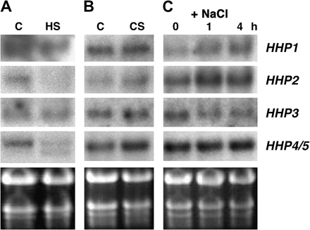 The expression of HHP genes is differentially regulated by heat, cold, and salt treatment. Total RNA (10 μg) from 2-week-old Arabidopsis seedlings treated with 37 °C for 2 h (A), 4 °C for 2 h (B), or 250 mM NaCl for 0 h, 1 h, or 4 h (C) was used for RNA gel-blot analysis to detect levels of HHP1 to HHP4/5 mRNA. C, control; HS, heat shock; CS, cold shock. The ethidium bromide-stained gel is shown at the bottom.