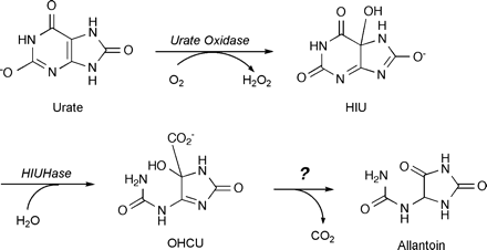 Degradation of urate to allantoin in soybean nodules. Urate oxidase (uricase; EC 1.7.3.3) catalyses the addition of molecular oxygen to urate to form HIU which has an asymmetric carbon (Modric et al., 1992; Kahn et al., 1997). Though HIU is relatively unstable, forming a racemic mixture of allantoin with a short half-time, a nodule HIU hydrolase (EC 3.5.2.17) was purified which catalyses the hydrolysis of HIU to OHCU (Sarma et al., 1999). Optically pure HIU and OHCU are probably produced by urate oxidase and HIU hydrolase, respectively: Allantoin is produced stereospecifically in soybean root nodules (Kahn and Tipton, 2000) and soybean allantoinase is specific for S-allantoin in vitro (Lee and Roush, 1964). Abbreviations: HIU, 5-hydroxyisourate; OHCU, 2-oxo-4-hydroxy-4-carboxy-5-ureidoimidazolin.