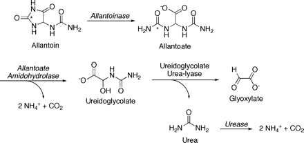 Conversion of allantoin to glyoxylate and ammonia in soybean leaf and immature seed coat. Allantoinase (EC 3.5.2.2.5) has been characterized in soybean and in other legumes. Hydrolysis of its allantoate product is catalysed by allantoate amidohydrolase (EC 3.5.3.9) rather than urea-releasing allantoate amidinohydrolase (EC 3.5.3.4): Partially purified ammonia and CO2-releasing activities are not inhibited by urease (Winkler et al., 1985, 1987; Todd and Polacco, 2004), consistent with the ability of urease-negative mutant plants to assimilate allantoin (Stebbins and Polacco, 1995). Further, a ureidoglycine intermediate between allantoate and ureidoglycolate was identified as a possible precursor to a conjugation product with 2-mercaptoethanol in the assay reaction (Winkler et al., 1985). Urea production from ureidoglycolate via ureidoglycolate urea-lyase (EC 4.3.2.3) is consistent with inhibition, by urease inhibitor PPD, of half of the release of ammonia and CO2 from allantoin in leaf homogenates (Todd and Polacco, 2004). Ureidoglycolate urea-lyase has been purified from chickpea (Muñoz et al., 2001). Abbreviation: PPD, phenylphosphorodiamidate.
