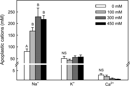 Concentration of soluble Na+, K+, and Ca2+ in the leaf apoplast of Sarcobatus growing in four salinity treatments (mean ±SE, n=30–55). Each replicate measurement was made on approximately 4 g FW of leaves infiltrated with 250 mM sorbitol and centrifuged at 600 g for 6 min. Letters indicate significant differences in cation concentration (P <0.05) between salinity treatments. Note scale change across y-axis break.