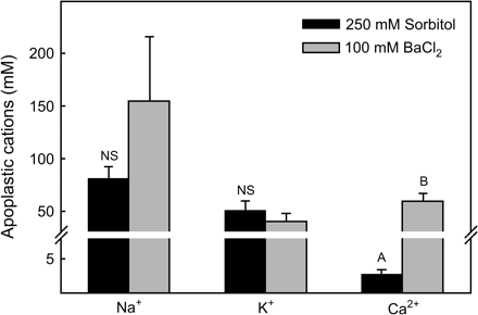 Concentration of soluble (250 mM sorbitol infiltration solution) and exchangeable plus soluble (100 mM BaCl2 infiltration solution) Na+, K+, and Ca2+ in the leaf apoplast of Sarcobatus (mean ±SE, n=44–86). Values for the two different infiltration solutions were averaged across the four salinity treatments. Letters indicate significant differences in cation concentration (P <0.05) between infiltration solutions. Note scale change across y-axis break.