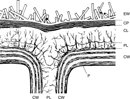 Generalized structure of a plant cuticle (modified according to Jeffree, 1986). EW, Epicuticular wax; CP, cuticle proper with lamellate structure; CL, cuticular layer traversed by cellulose microfibrils; PL, pectinaceous layer and middle lamella; CW, cell wall; P, plasmalemma.