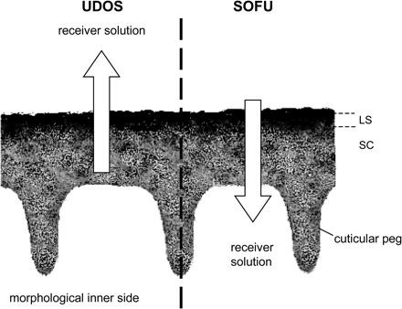 Functional layers (not to scale) of cuticular membranes as differentiated in the UDOS (unilateral desorption of the outer surface) and SOFU (simulation of foliar uptake) methods: limiting skin (LS) and sorption compartment (SC). Occurrence and dimension of cuticular pegs, and protrusion of the cuticular layer into anticlinal cell walls of epidermal cells, are species dependent. The arrows denote the direction of diffusion according to the concentration gradient. For one time, the sorption compartment (UDOS) and, for the other time, the formulation residue facing the limiting skin (SOFU) serve as donors. With UDOS rate constants of desorption, k*, and with SOFU rate constants of penetration, k, can be determined.