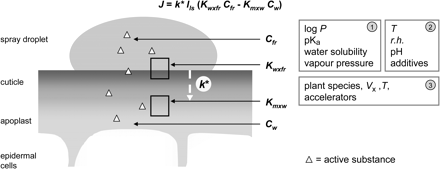 Schematic drawing of a spray droplet and the underlying plant epidermis. Factors affecting cuticular penetration via the ‘lipophilic pathway’ are grouped into (1) physicochemical properties of the active substance, (2) conditions determined by the environment and the spray solution, and (3) parameters affecting solute mobility, k*. J, Rate of cuticular penetration; lls, length of the diffusion path in the limiting skin (≠ thickness); Kwxfr, partition coefficient wax/formulation residue; Kmxw, partition coefficient polymer matrix/water; Cfr, concentration of active substance in formulation residue; Cw, concentration of active substance in water (apoplast) (according to the model described by Schönherr et al., 1999).