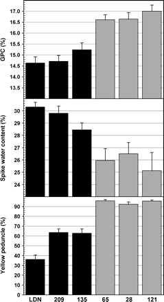 Experiment 1. (a) Grain protein content in RSLs (209, 135, 28, and 121) and control lines (LDN and RSL 65). RSLs 209 and 135 were similar to the low protein control LDN and were assigned the Gpc-B1 low protein allele (black bars), whereas RSLs 28 and 121 were similar to the high protein control RSL 65 and were assigned the Gpc-B1 high protein allele (grey bars). (b) Percentage of water content in 10 spikes of RSLs and controls at 30 DAA. (c) Percentage of yellow peduncles of RSLs at 30 DAA. Error bars are SEMs.