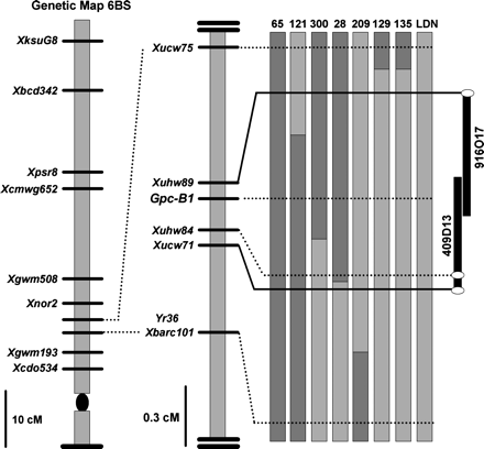 Genetic and physical maps of the Gpc-B1 region and graphical genotypes of RSLs used in experiments 1 and 2. The genetic map on the left shows the position of Gpc-B1 and Yr36 on chromosome arm 6BS, with a detailed high-density map of the targeted region to the right. The central figure represents the graphical genotypes of the RSLs used in this study. Bars represent chromosome arms, with dark grey bars representing DIC markers and light grey bars representing LDN markers. Recombination events are represented by a change between dark and light grey bars. The figure on the right represents the 250 kb physical map of the Gpc-B1 region (Distelfeld et al., 2006).