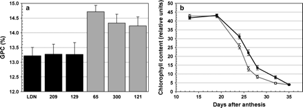 Experiment 2. (a) Grain protein content of RSLs (209, 129, 300, and 121) and control lines (LDN and 65). RSLs 209 and 129 were similar to the low protein control LDN and were assigned the Gpc-B1 low protein allele (black bars), whereas RSLs 300 and 121 were similar to the high protein control RSL 65 and were assigned the Gpc-B1 high protein allele (grey bars). (b) Chlorophyll content profile (SPAD units) from 13 to 35 DAA. The grey line represents lines with the DIC Gpc-B1 allele (control line 65 and RSLs 300 and 121) and the black line represents lines with the LDN Gpc-B1 allele (LDN and RSLs 209 and 129). Error bars are SEMs.