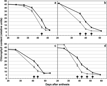 Experiment 3: chlorophyll content. Effect of the DIC Gpc-B1 allele on the chlorophyll content profile of isogenic lines of hexaploid wheat Anza (a), RSI5 (b), and UC1041 (c), and tetraploid wheat Kofa (d). Chlorophyll content is measured in relative SPAD units from 20–25 DAA until complete yellowing (50–60 DAA). Black lines with filled squares represent the original recurrent parent, and grey lines with open diamonds represent the corresponding isogenic line with the DIC Gpc-B1 allele. Significant differences (P <0.05) between isogenic pairs are represented by arrows on the corresponding date. Error bars are SEMs.