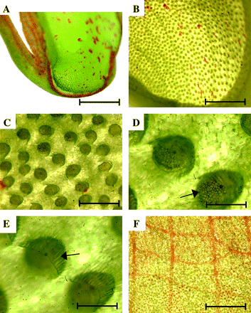 Pitcher structure of Nepenthes khasiana. (A) Longitudinal section of the lower part of a pitcher. Bar=7.5 mm. (B) Bottom part of pitcher visualized under low magnification. Bar=2.5 mm. (C) Magnification of secretory glands. Bar=300 μm. (D) Glands full of secretory granules (arrow). Bar=100 μm. (E) Epidermal ridges (arrow) covering every gland. Bar=100 μm. (F) Waxy epidermal zone covering the inner surface of the upper part of a pitcher. Bar=2 mm.