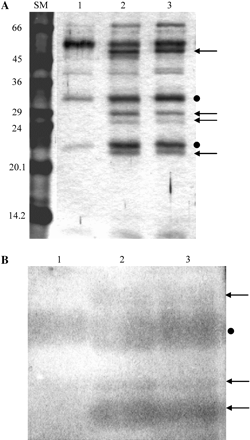 Chitin injection into closed pitchers induced changes in protein pattern and chitinase activity of pitcher liquid. Colloidal chitin (1 mg) was injected into closed young traps. (A) General protein pattern of the trap liquid: liquid samples (100 μl) taken prior to injection (lane 1) and 4 d (lane 2) or 8 d (lane 3) after injection were separated on a 12% SDS–polyacrylamide gel and subsequently stained with a silver stain. Arrows indicate chitin-induced bands, dots indicate chitin-enhanced bands. (B) Chitinase activity estimated on a native gel: samples (30 μl) taken prior to injection (lane 1) and 20 h (lane 2) or 5 d (lane 3) after injection. Following electrophoresis, the gel was overlaid with an additional gel containing 0.01% (w/v) glycol-chitin and assayed for chitinase activity. Arrows show induced chitinase bands and the dot shows the chitin-enhanced band.