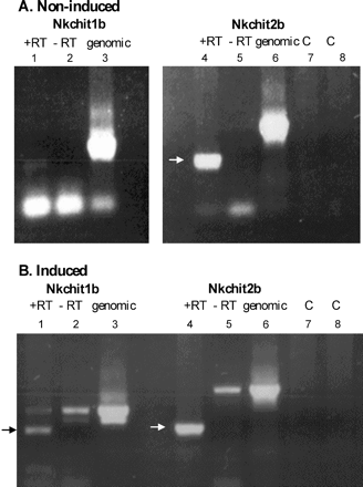 Differential presence of Nkchit1b and Nkchit2b transcripts in the pitcher secretory region before and after induction. RT–PCR analysis was performed on mRNA isolated from closed pitchers either before (A) or 4 d after (B) chitin injection. Lanes 1–3 represent Nkchit1b amplification, and lanes 4–8 represent Nkchit2b amplification with gene-specific primers. Lanes 1 and 4, reactions with reverse transcriptase (+RT); lanes 2 and 5, reactions without reverse transcriptase (–RT); lanes 3 and 6, amplification with genomic DNA as a template; lane 7, Nkchit2b 5′ primer control; and lane 8, Nkchit2b 3′ primer control.