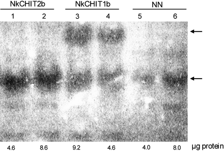 In-gel activity assay of NkCHIT1b and NkCHIT2b expressed in calli derived from transgenic tobacco plants. Crude extracts of transgenic calli constitutively expressing NkCHIT2b (lanes 1 and 2) or NkCHIT1b (lanes 3 and 4) and wild-type NN (lanes 5 and 6) were loaded onto a 10% native gel. The amounts of loaded protein are indicated below the lanes. After electrophoresis, the gel was overlaid with an additional gel containing 0.01% (w/v) glycol-chitin and incubated for 2 h at 37 °C. Chitinase activity was detected by UV light after staining with 0.01% (w/v) Calcofluor white M2R for 5 min.