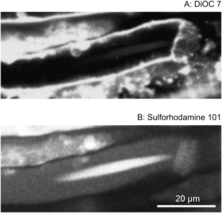 geometry of the forisome–sieve element–sieve plate complex in the ...