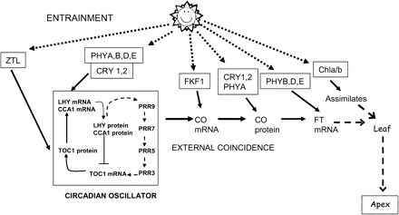 Multiple actions of light affect flowering. The diagram indicates the main targets of light and the photoreceptors involved. Photoperiodic control involves the entrainment of the circadian rhythm and interaction with the output, primarily through CO to regulate FT. Light acts directly through phytochromes in the leaf via FT. In addition, light acts indirectly through chlorophyll (Chla/b) via photosynthesis and the availability of assimilates which are translocated to the apex with FT. (Modified from Thomas B, Carré I, Jackson SD. 2006. Photoperiodism and flowering. In: Jordan BR, ed. The molecular biology and biotechnology of flowering, 2nd edn. CAB International, 3–25, and reproduced by kind permission of CAB International.)