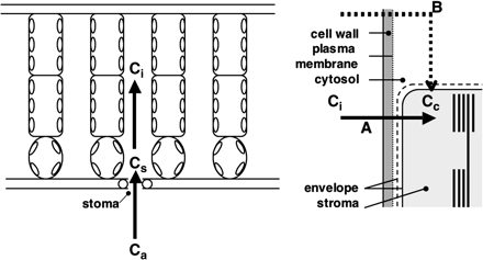 Diffusion of CO2 from the ambient air to the chloroplast stroma. Ca, CO2 concentration in the air; Cs, substomatal CO2 concentration; Ci, intercellular CO2 concentration; Cc, CO2 concentration in the chloroplast stroma. CO2 in the intercellular spaces is dissolved in the water at the cell wall surface and diffuses to the chloroplast stroma through the cell wall, cell membrane, cytosol, and the chloroplast envelope. Because of the large resistance to CO2 diffusion in the liquid phase, CO2 flux via pathway B (dotted line in the right panel) relative to that via pathway A (continuous line) is negligible.