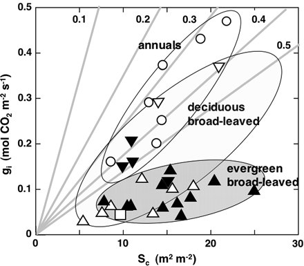 Internal conductance (gi) plotted against chloroplast surface area, Sc. Open circles, annual herbaceous plants; open triangles, deciduous broad-leaved trees; solid triangles, evergreen broad-leaved trees; an open square, Kalanchoë daigremontiana. Faint lines denote wall conductance per unit leaf area. gw is drawn assuming that p/τ of the cell wall is 0.1 for wall thicknesses of 0.1, 0.2, 0.3, 0.4, and 0.5 μm, respectively. See Table 1 for details of the samples.