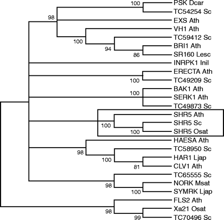 Phylogenetic analyses of LRR-RLKs. Neighbor–Joining tree, including many LRR-RLKs of known function, sugarcane LRR-RLK-related sequences, sugarcane SHR5 and its homologues in A. thaliana and rice, was created using the MEGA program. To evaluate the confidence limits of the internal branches of the tree, a bootstrap analysis with 2000 replications was performed on the data set. The numbers next to the nodes give bootstrap percentages. This is a condensed tree with a cutoff value of 80. Accession numbers: BAK1_Ath (Q94F62); BRI1_Ath (AAC49810); CLV1_Ath (AAB58929); ERECTA_Ath (AAC49302); EXS_Ath (Q9LYN8); FLS2_Ath (AB010698); HAESA_Ath (AAA32859); HAR1_Ljap (BAC41331); INRPK1_Inil (AAB36558); NORK_Msat (CAD10807) PSK_Dcar (BAC00995); SERK1_Ath (CAB42254); SHR5_Ath (NP_176009); SHR5_Osat (BAD02994); SHR5_Sc (DQ067098); SR160_Lesc (Q8GUQ5); SYMRK_Ljap (AAM67418); VH1_Ath (Q9ZPS9); Xa21_Osat (A57676). Sugarcane (Saccharum spp) RLKs related sequences are shown with their corresponding TC identifiers (TIGR Gene Indices). Ath, A. thaliana; Dcar, Daucus carota; Inil, Ipomoea nil; Lesc, Lycopersicon esculentun; Ljap, Lotus japonicus; Msat, Medicago sativa; Osat, Oryza sativa; Sc, Saccharum spp.