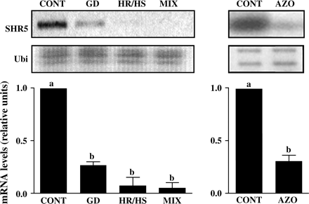 SHR5 gene expression during association between sugarcane and endophytic nitrogen-fixing bacteria. Sugarcane plantlets of the SP70-1143 variety were inoculated with: GD, G. diazotrophicus; HR/HS, Herbaspirillum spp; MIX, mixture of GD, HR, and HS; AZO, A. brasilensis; CONT, plants free of micro-organisms. Ubiquitin was used as an internal control. The graph represents the average of two experiments with SHR5 mRNA levels corrected for ubiquitin mRNA levels, comparing all groups to control levels. Error bars indicate ±standard error. Different letters indicate significant differences between groups.