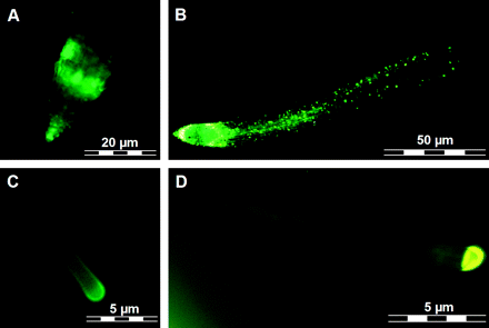 Fluorescence of tobacco roots after treatment with diaminofluorescein in planta Fluorescence (excitation: 480 nm, emission: 520 nm) of tobacco roots visualized by fluorescence microscopy (Microscope: Olympus IX 51, Camera: Olympus CC 12) after incubation with DAF-2 (A, C) or 4-AF DA (B, D). Tobacco plants (Nicotiana tabacum L. cv. Samsun) were grown with 5 mM \batchmode \documentclass[fleqn,10pt,legalpaper]{article} \usepackage{amssymb} \usepackage{amsfonts} \usepackage{amsmath} \pagestyle{empty} \begin{document} \(\mathrm{NO}_{3}^{{-}}\) \end{document} in sand culture (according to Stöhr, 1999). Three days before the experiment, plants (4-weeks-old) were transferred to light-protected Petri dishes and daily irrigated with nutrient solution. Without further disturbance root fluorescence was detected in planta 30 min after the addition of 20 μM DAF-2 or 4-AF DA in (HEPES 0.025 M and MES 0.05 M buffer adjusted to pH 6.0 with NaOH). The detection of root autofluorescence had been reduced by technical means before the fluorescence dye was added. Fluorescence of roots after incubation (A) with 20 μM DAF-2 and (B) with 20 μM of the control dye 4-AF DA. In both cases, the strongest fluorescence signals were detected in the root tip, mainly in cells of the root cap and of the root meristem indicating that the DAF-2 fluorescence signal is not caused by NO production. Fluorescence signals derived from both compounds were also observed with root hairs, which were either incubated (C) with 20 μM DAF-2 or (D) with 20 μM 4-AF DA. In both cases a strong fluorescence signal became visible at the tip of the root hairs.
