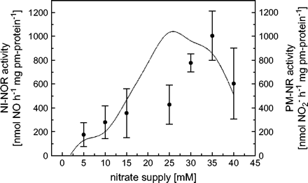 Activities of plasma membrane-bound nitrite-NO reductase (NI-NOR) dependent on nitrate supply. Tobacco plants (Nicotiana tabacum L. cv. Samsun) were grown with nutrient solution ranging from 5–40 mM \batchmode \documentclass[fleqn,10pt,legalpaper]{article} \usepackage{amssymb} \usepackage{amsfonts} \usepackage{amsmath} \pagestyle{empty} \begin{document} \(\mathrm{NO}_{3}^{{-}}\) \end{document} as indicated (according to Stöhr, 1999). Homogenization of roots and preparation of plasma membrane vesicles with the two-polymer phase system were performed as reported by Stöhr and Ullrich (1997). Protein in the fractions was determined according to Bradford (1976) in the presence of 0.1% octylglucoside. Recording of NO formation by chemiluminescence detection was performed as described by Stöhr et al. (2001) under anoxic conditions. Nitrogen gas (5.0) was first perfused through deionized water and then through the glass chamber with a constant flow of 0.4 l min−1. The sample was continuously stirred in a final volume of 500 μl HEPES-buffer (0.025 M) with MES (0.05 M) adjusted to pH 6.0 with NaOH in presence of NaNO2 (1 mM) and reduced cytochrome c (final concentration 0.3 mg ml−1). The reaction was started by addition of 30 μg plasma membrane protein. NO was measured by chemiluminescence intensity (CLD 88 ep, ECO PHYSICS), fluxes were calculated from concentration differences before and after addition of plasma membrane vesicles (closed circles). Mean values ±SD (n=3). For comparison, root PM-NR activities are presented (dotted line) as published by Stöhr (1999) and reprinted by kind permission of Blackwell Publishing.