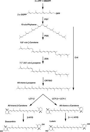 Scheme of carotenoid biosynthesis in relation to Golden Rice. The first committed step in the carotenoid biosynthesis is catalysed by the phytoene synthase (PSY), which mediates the condensation of two molecules of geranyl geranyl diphosphate (GGPP) to yield 15-cis-phytoene. In plants, the three enzymes, phytoene desaturase (PDS), ζ-carotene desaturase (ZDS), and carotene isomerase (CRTISO), are required to convert this colourless compound into the red carotene all-trans-lycopene. Thereby, the conjugated system of phytoene is extended through the introduction of four double bonds, catalysed by the two desaturases, leading to the intermediate prolycopene (7,7‘,9,9’-cis-lycopene). Prolycopene is then converted by CRTISO into all-trans-lycopene. It was also supposed that CRTISO acts on the desaturation-intermediate 7,9,9‘-cis-neurosporene yielding 9’-cis-neurosporene, and that all-trans-lycopene is directly formed from 7‘,9’-cis-lycopene (not shown; see Isaacson et al., 2004). The bacterial desaturase CrtI substitutes for the three plant enzymes by performing the complete desaturation sequence with all-trans intermediates. The cyclization of lycopene by the lycopene-β-cyclase (β-LCY) and the lycopene-ε-cyclase (ε-LCY) leads to α-carotene. β-Carotene is formed by β-LCY. The hydroxylation of these cyclic carotenes results in the formation of the xanthophylls zeaxanthin and lutein. The reaction is catalysed either by the β-carotene hydroxylase (β-HYD) or by β-HYD and the ε-carotene hydroxylase (ϵ-HYD), respectively. Wild-type rice endosperm is capable of synthesizing GGPP in the amyloplasts and contains functional cyclases and hydroxylases. Therefore, only two enzymes, PSY and CrtI, have to be supplemented to form β-carotene.