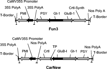 Scheme of the T-insert of pCarNew and pFun3. PMI, phosphomannose isomerase; PSY, phytoene synthase; CrtI, Erwinia uredovora phytoene desaturase; TP, a fragment encoding RuBisCo small subunit transit peptide; CrtI-Synthetic, codon-optimized TP-CrtI; Gt-1, glutelin 1 promoter; GluB-I, glutelin B1 promoter; Nos, nopaline synthase.