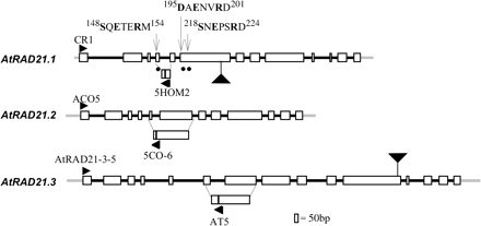 Schematic representations of AtRAD21.1, AtRAD21.2, and AtRAD21.3 genes. Exons are shown as open boxes, and introns are shown as thick black lines. The 5′- and 3′-UTR of the three RAD21 genes is shown by a thick grey line. Black arrowheads represent primers used for expression analysis by RT-PCR (CR1, ACO5, ATRAD21-3-5, 5HOM2, 5CO-6, AT5). The T-DNA insertion sites in the AtRAD21 genes, atrad21.1 (salk_ 044851) and atrad21.3 (salk_076116) is shown by a large black triangle. The filled circles identify the putative separase target consensus sequence (S/D/xExxRx) (Hauf et al., 2001) in AtRAD21.1 that are predicted to be cleaved by the putative Arabidopsis separase. The numbers in the sequences depict the amino acid residue number in the protein sequence.