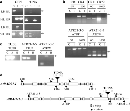 Characterization of the atrad21.1 and atrad21.3 mutant lines. T-DNA insertions in both atrad21.1 and atrad21.3 homozygous mutants truncate corresponding atrad21 transcripts. (a) PCR products indicating insertion of the T-DNA into the gene AtRAD21.3 (primer pair LB 16L) and AtRAD21.1 (primer pair LB 51L). The truncated atrad21.3 transcript detected in mutant atrad21.3 plants includes part of the T-DNA sequence. (b) top panel: Expression of the truncated atrad21.1 transcript is still increased after exposure of the atrad21.1 mutant to 100 Gy of ionizing radiation (X-rays), but this truncated transcript contains only sequences upstream of the T-DNA insertion site. The reduced expression detected downstream of the mutant atrad21.1 gene could be caused by a cryptic T-DNA promoter. Bottom panel: PCR control reaction with primers specific to the AtRAD21.3 gene showing that an equivalent amount of template from each sample was used in all four PCR reactions. (c) The atrad21.3 mutant expresses a truncated atrad21.3 transcript that includes sequences up to, and upstream of the T-DNA insertion site, but does not include sequences downstream of the T-DNA insertion site. β-tubulin primers used as control. In (a), (b), and (c) the arrow indicates the (top) contaminant genomic band. (d) Schematic representation of the T-DNA insertions and of the primers. LB and RB – T-DNA left and right border, respectively (in bold); primers for T-DNA left and right border (LB, RB); primers specific to AtRAD21.1 –CR1, CR4, 51L, 51R, CR22, CR11; primers specific to AtRAD21.3–ATRAD21-3-5, ATUP, 16L, 16R, ATDW, ATR21-3-3; primers for β-tubulin gene family (control) –TUBL, TUBR. Samples: genomic samples (GEN); cDNA of 5-d-old seedlings in (a) and (b); cDNA samples of inflorescences in (c). 1 (atrad21.1 homozygous mutant), 3 (atrad21.3 homozygous mutant); C (Columbia-0 plants). 0G and 100G (5-d-old seedlings samples non-irradiated and irradiated with 100 Gy of ionizing radiation (X-rays), respectively).
