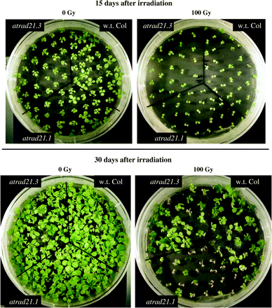 Radiation hypersensitive phenotype of atrad21.1 mutants. Seeds of wild-type Columbia (Col-0) plants, and atrad21.1, and atrad21.3 mutants were irradiated (100 Gy) and germinated on GM medium. Growth of the irradiated seeds was compared to unirradiated samples (0 Gy) 15 and 30 d after treatment. No differences are seen 15 d after irradiation of w.t. Col (Col-0) and the two different atrad21 mutants, apart from the general delay in development of irradiated plants. However, a phenotype was evident when plants were allowed to grow longer, and analysed 30 d after irradiation, it was clear that atrad21.1 mutants were clearly more sensitive to irradiation than either atrad21.3 or Col-0, which supports a role for AtRAD21.1 in DNA DSB repair.