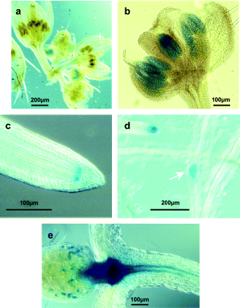 DIF1 promoter–uidA expression pattern is not restricted to flowers. The DIF1 promoter–-uidA fusion was detected using a chromogenic substrate. The reporter gene was expressed in buds at inflorescences stages 7–10 (a), specifically in the anthers (b); expression was also seen in the root-tip (c) and in emerging lateral roots (d) of 7-d-old transgenic seedlings. The β-glucuronidase protein encoded by the uidA reporter gene was also detected in young leaves (e) and around the shoot apex (e) of 7–10-d-old seedlings. Expression of DIF1 could hence overlap the expression of the AtRAD21 genes in vegetative meristematic tissues.