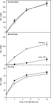 Increase in Na+ concentrations in (A) leaf sheath, (B) leaf blade, and (C) roots of durum wheat Line 149 (closed symbols) and Tamaroi (open symbols) during 10 d of exposure to 50 mM NaCl. Data represent mean ±standard error of the mean. The leaf shown is the first leaf. Modified from Davenport et al. (2005). © American Society of Plant Biologists.