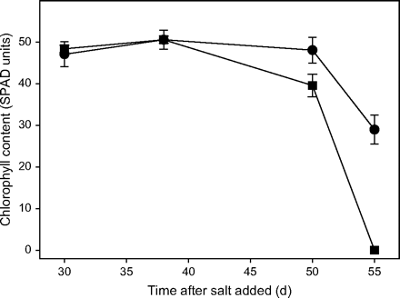 Effect of 150 mM NaCl on chlorophyll content in leaf 6 of low sodium (circles) and high sodium (squares) genotypes. Leaf 6 emerged 21 d after the salt treatment started. Bars show the standard error of the mean. Modified from Husain et al. (2003).
