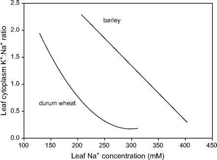 Relationship between leaf Na+ concentration and the estimated K+:Na+ ratio in the cytoplasm of leaves from barley (cv. Franklin) and durum wheat (cv. Wollaroi) grown in a range of high salinities leading to different leaf Na+ concentrations. Cytoplasmic Na+ and K+ concentrations were estimated from vacuolar concentrations measured using cryo-SEM X-ray microanalysis, whole tissue analyses, and volume fractions of cell compartments in different cell types (R James, R Munns, unpublished results).