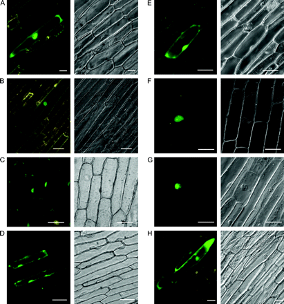 Subcellular localization in onion epidermal cells of each putative protein encoded by AtMYB59 and AtMYB48. Each image was inspected by both a fluorescence microscope (image shown as the left panel) and a differential-interference-contrast microscope (image shown as the right panel). (A) AtMYB59-1, (B) AtMYB59-2, (C) AtMYB59-3, (D) AtMYB59-4, (E) AtMYB48-1, (F) AtMYB48-2, (G) AtMYB48-3, (H) Control cells expressing GFP alone. Bars indicate 50 μm.