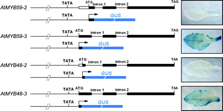 Schematic representation of the four promoter–GUS fusion constructs. For each construct, the upper portion indicates the exon–intron structure of each transcript in the Arabidopsis genome, and the lower portion shows the structure of each promoter–GUS fusion construct. The arrows indicate the translational start sites of each GUS open reading frame. Note that AtMYB59-2 and AtMYB48-2 have two AUG triplets upstream of the GUS coding sequence, and the second AUG was fused to the GUS open reading frame. Fifteen to 33 base pairs immediately downstream of the initiator AUG were kept for each construct, so as to contain the complete initiator AUG context.