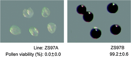 Pollen viability test. Abortive pollen grains of ZS97A could not be stained by 1% I2-KI, while fertile pollen grains of ZS97B could be stained. At least 3000 pollen grains collected from 30 anthers were examined and counted to get a statistical result of pollen viability.