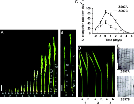 Panicle enclosure in CMS rice ZS97A was caused by shortening of the UI. (A) Internode elongation process of ZS97A and ZS97B throughout the panicle development. (1) Stage 1, first bract differentiation; (2) Stage 2, primary rachis–branch differentiation; (3) Stage 3, secondary rachis–branch differentiation; (4) Stage 4, glumous flower differentiation; (5) Stage 5, stamen and pistil differentiation; (6) Stage 6, pollen mother cell differentiation; (7) Stage 7, meiosis in anthers; (8) Stage 8, pollen level enrichment. Scale bar=50 mm. (B) Fully elongated internodes of ZS97A and ZS97B. Scale bar=100 mm. (C) Comparison of UI elongation rate between ZS97A and ZS97B at the heading stage. Days before and after the beginning of the heading stage are shown as negative and positive numbers, respectively. Values are means ±SE of 20 UIs. (D) Phenotypes of ZS97A and ZS97B after the heading stage. (1) ZS97A panicle was enclosed within the flag leaf sheath, while ZS97B panicle extended fully out of the flag leaf sheath. (2) ZS97A and ZS97B had flag leaf sheaths of almost the same length. (3) The UI of ZS97A was much shorter than that of ZS97B. Scale bar=50 mm. (E) Microscopic longitudinal section in the middle section of the UI. Scale bar=100 μm. UI, uppermost internode; II, internode II; III, internode III; IV, internode IV; a, ZS97A; b, ZS97B.