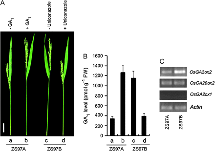 Shortening of the UI in ZS97A was caused by GA1-deficiency. (A) Application of exogenous GA1 to ZS97A and uniconazole to ZS97B. (a) ZS97A exhibited a serious panicle enclosure. (b) Application of 150 μM GA1 eliminated panicle enclosure in ZS97A. (c) ZS97B exhibited no panicle enclosure. (d) Application of 100 μM uniconazole caused panicle enclosure in ZS97B. All the treatments were performed at the early heading stage once a day for four days, and photographs were taken when the UIs had reached their final lengths. Scale bar=50 mm. (B) Endogenous GA1 level in the UI. (a) to (d) Samples for the assay of plant hormone were collected 48 h after the first treatment of (A, a) to (A, d), respectively. Each column represents the mean ±SE of three replicates of independently harvested plant material. FW, fresh weight. (C) Transcript levels of selected genes involved in the GA metabolic pathway in elongating UIs of ZS97A and ZS97B. RT-PCR was performed as described in the Materials and methods section with Actin as the control.