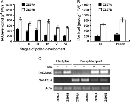 GA1-deficiency in the UI was caused by IAA-deficiency via the down-regulation of the OsGA3ox2 transcript level. (A) Endogenous IAA levels in the panicles of ZS97A and ZS97B throughout the pollen development process. (I) Stamen and pistil formation stage; (II) Pollen mother cell formation stage; (III) Pollen mother cell meiosis stage; (IV) Uninucleate pollen stage; (V) Binucleate pollen stage; (VI) Trinucleate pollen stage. (B) Endogenous IAA levels in the panicle and in the UI of ZS97A and ZS97B at the heading stage. In (A) and (B), each column represents the mean ±SE of three replicates of independently harvested plant material. FW, fresh weight. (C) Impact of exogenous 50 μM IAA on OsGA3ox2 and OsGA2ox1 transcript levels in the UIs of ZS97A and ZS97B at the early heading stage. For RT-PCR analysis, the UI was harvested 24 h after the first treatment. Actin was used as an internal control.