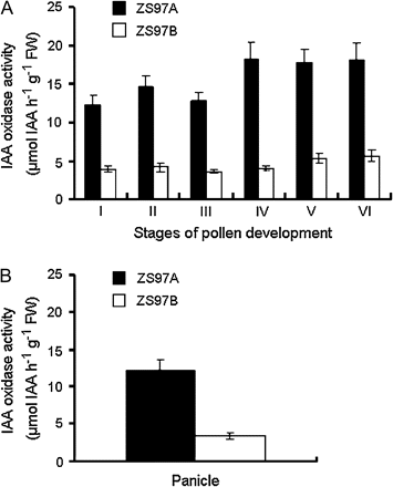 Comparison of IAA oxidase activity in the panicle between ZS97A and ZS97B. (A) IAA oxidase activity in the panicle throughout pollen development process. (I) Stamen and pistil formation stage; (II) Pollen mother cell formation stage; (III) Pollen mother cell meiosis stage; (IV) Uninucleate pollen stage; (V) Binucleate pollen stage; (VI) Trinucleate pollen stage. (B) IAA oxidase activity in the panicle at the heading stage. In (A) and (B), each column represents the mean ±SE of three replicates of independently harvested plant material. FW, fresh weight.