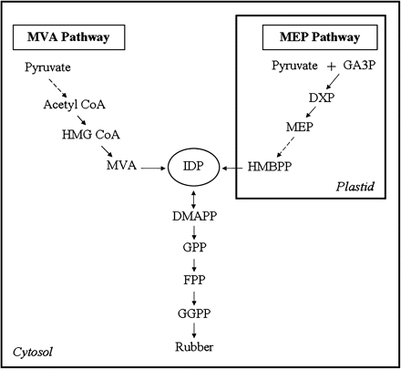 Biosynthesis of Hevea rubber. IDP for the biosynthesis of rubber may be contributed by the MVA and MEP pathways. Broken arrows indicate multiple pathway steps.