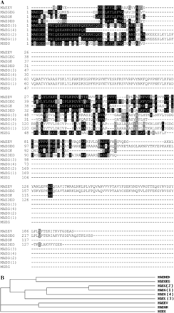 Multiple alignment (A) and dendrogram (B) of nine full-length RPMP isoforms. Protein sequence alignment was presented using BOXSHADE version 3.2 at a threshold fraction of 0.3 (no reference sequence) where black boxes indicate identical and grey boxes indicate similar residues.