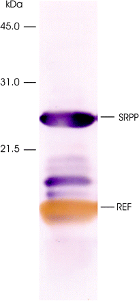 REF (brown band) and SRPP proteins (purple bands) on a western immunoblot of latex total proteins detected using antibodies against the respective proteins.