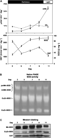 Hydroxypyruvate reductase (HPR), isocitrate lyase (ICL), superoxide dismutase (SOD), and catalase (CAT) activities in watermelon cotyledons during seed germination and development. Seeds were sown and grown in the dark except for those at the last time studied (11 d) that were grown for 1 d under greenhouse conditions. At 3, 5, 7, 9, and 11 d growth, crude extracts of watermelon cotyledons were prepared and analysed. (A) Total enzymatic activities. Activity data are expressed as the mean ±SEM of three independent experiments. (B) Activity of SOD isoenzymes separated by native PAGE. For each sample, 45 μg of protein was loaded per lane. (C) Western blotting of samples (20 μg protein) using antibodies against Mn-SOD from pea leaves, CuZn-SOD from watermelon cotyledons, and catalase from pumpkin cotyledons. All antibodies were used at a 1:1000 dilution.