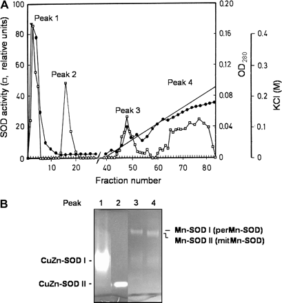 Fractionation of superoxide dismutases from watermelon cotyledons on a Mono Q 10/10 column using an FPLC system. (A) Optical density (OD280) and SOD activity in the eluted fractions. (B) Native PAGE of the SOD activity peaks eluted from the column.