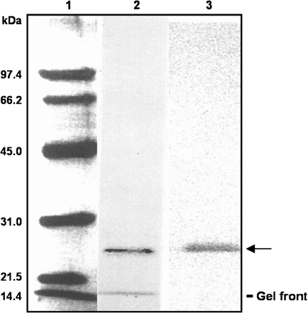 SDS–PAGE and immunoblotting of purified perMn-SOD from watermelon cotyledons. 1, Molecular mass markers; 2, silver-stained pure Mn-SOD (2 μg); 3, western blot (80 ng of protein) assay using an antibody against Mn-SOD from pea leaves. A 1:1000 dilution of the antibody was used. The mobility of the purified perMn-SOD is indicated by an arrow. The faster band observed in lane 2 corresponds to the front.