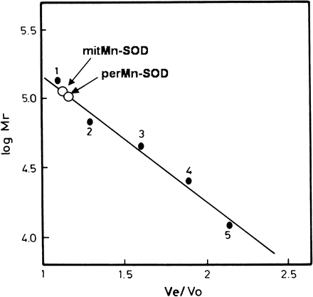 Native molecular mass determination of peroxisomal Mn-SOD by gel filtration on Sephadex G-150. 1, Aldolase (Mr=160 000); 2, BSA (Mr=67 000); 3, ovalbumin (Mr=45 000); 4, chymotrypsinogen (Mr=25 000); 5, cytochrome c (Mr=12 400). In order to determine the molecular size, chromatographies in which either purified perMn-SOD or partially purified mitMn-SOD were loaded separately, were run.